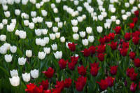В Туле расцвели тюльпаны, Фото: 29