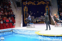 Цирк на воде «Остров сокровищ» в Туле: Здесь невозможное становится возможным, Фото: 89