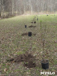 «Тульское землячество» высадило молодые деревья в музее-усадьбе «Дворяниново», Фото: 4