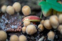 В Ясной Поляне засняли редкий краснокнижный гриб-баран, Фото: 1