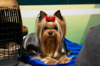 В Туле прошла выставка собак всех пород, Фото: 59