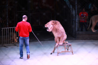 Новая программа в Тульском цирке «Нильские львы». 12 марта 2014, Фото: 15