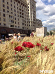 Цветочный джем: Тульское поле в Москве, Фото: 9