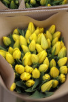 Тюльпаны , Фото: 34