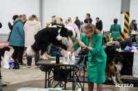 Сиба-ину, шпицы и алабаи: в Туле состоялась выставка собак, Фото: 5