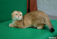 Выставка "Пряничные кошки" в ТРЦ "Макси", Фото: 94