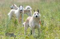 Выставка охотничьих собак в Туле, Фото: 76