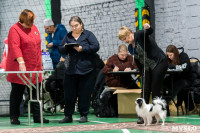 Пражский крысарик, хотошо и кангал: в Туле прошла выставка собак всех пород, Фото: 129