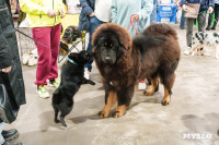 Сиба-ину, шпицы и алабаи: в Туле состоялась выставка собак, Фото: 53