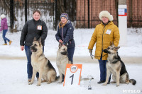 В Туле прошла Всероссийская выставка собак, Фото: 18