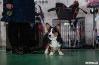 Выставка собак в Туле 24.11, Фото: 12