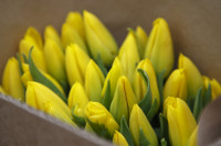 Тюльпаны , Фото: 17