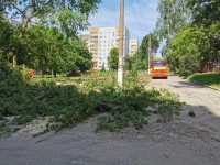 вырубка деревьев во дворе дома №33 по ул. Горького в Туле, Фото: 3