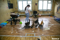 Кошки из адской квартиры, Фото: 23