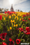 Тюльпаны в Туле, Фото: 14