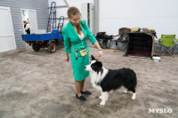 Сиба-ину, шпицы и алабаи: в Туле состоялась выставка собак, Фото: 23