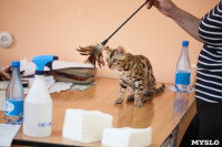 В Туле прошла выставка «Пряничные кошки» , Фото: 3