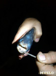 Рыбка с "человеческими" зубами из пруда Центрального парка, Фото: 2