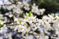 Майские цветы в Туле, Фото: 31