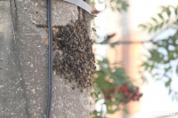 В Туле в фонарном столбе поселились пчелы, Фото: 9