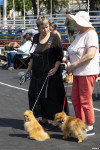 В Туле прошла выставка собак всех пород: фоторепортаж, Фото: 26