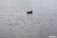 Туляки сообщают о массовой гибели уток в Платоновском парке, Фото: 2