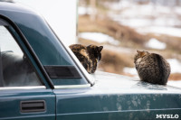 Тульские котики, Фото: 54
