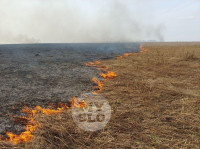 В Туле загорелось поле, Фото: 29