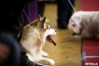 В Туле прошла Всероссийская выставка собак, Фото: 39