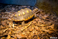 Черепахи в экзотариуме, Фото: 42