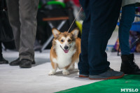 Выставка собак в Туле, Фото: 54