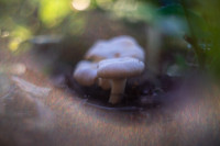 В Ясной Поляне засняли редкий краснокнижный гриб-баран, Фото: 13