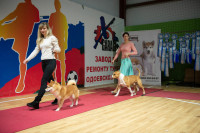 В Туле прошла выставка собак всех пород, Фото: 108