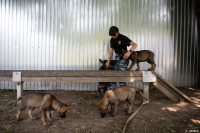 Собачий детский сад, Фото: 52