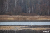 В Зайцевском пруду поселился дикий лебедь, Фото: 4