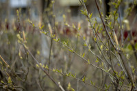 Весна 2020 в Туле: трели птиц и первые цветы, Фото: 20