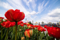 В Туле расцвели тюльпаны, Фото: 89
