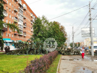 Деревья на ул. Советской, Фото: 15