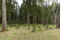 Депутаты Тульской облдумы высадили 215 саженцев елей и дубов в яснополянском лесу, Фото: 72