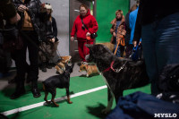 Выставка собак в Туле, Фото: 24