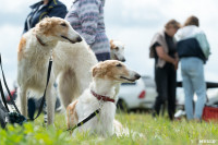 Выставка охотничьих собак в Туле, Фото: 90