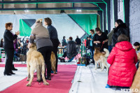 Выставка собак в Туле, Фото: 28