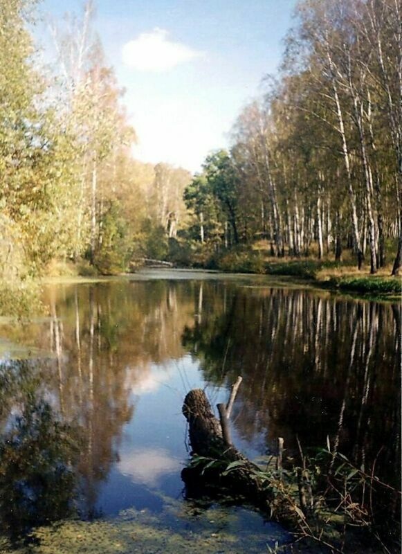 ОСЕННЯЯ СКАЗКА. Пруд у Яснополянской больницы. Такую красоту дважды не увидишь! 