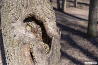 Кто и как решает, какие деревья нужно удалять в Центральном парке Тулы, Фото: 35