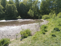 В Туле неожиданно обмелел пруд в Рогожинском парке, Фото: 4
