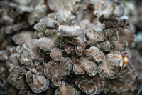 В Ясной Поляне засняли редкий краснокнижный гриб-баран, Фото: 6