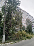 Читатель о вырубке деревьев на ул. Революции: «Была красивая зеленая улица, а теперь…», Фото: 10