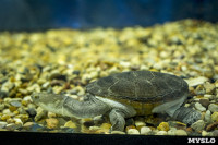 Черепахи в экзотариуме, Фото: 2