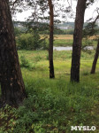 В Алексине спиливают деревья на охраняемой природной территории, Фото: 2