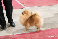 Сиба-ину, шпицы и алабаи: в Туле состоялась выставка собак, Фото: 51